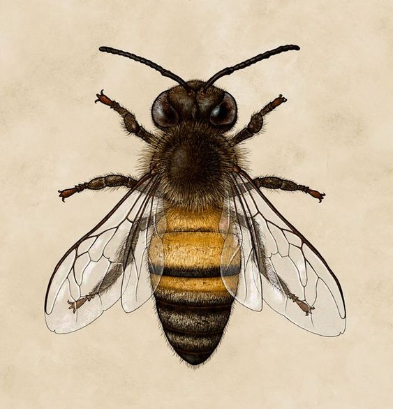 Bee Diversity — Museum of the Earth